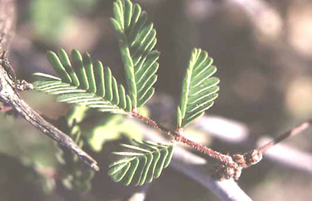  Calliandra eriophylla v.eriophylla