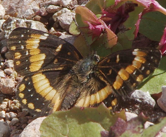  Chlosyne californica