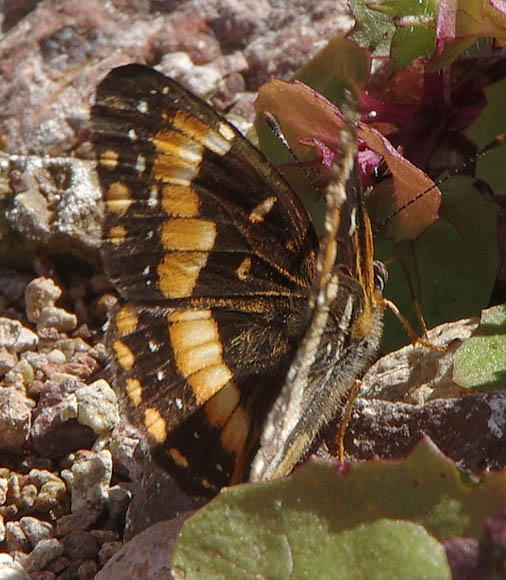  Chlosyne californica