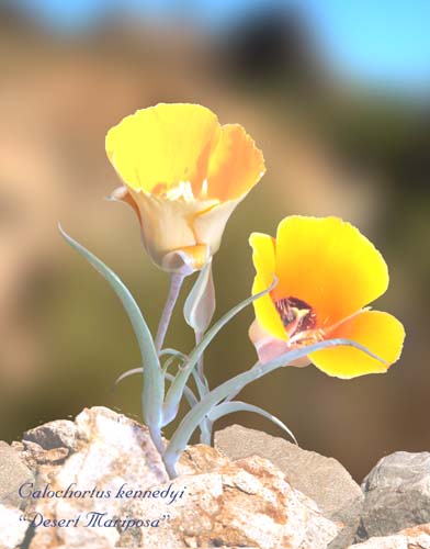  Calochortus kennedyi