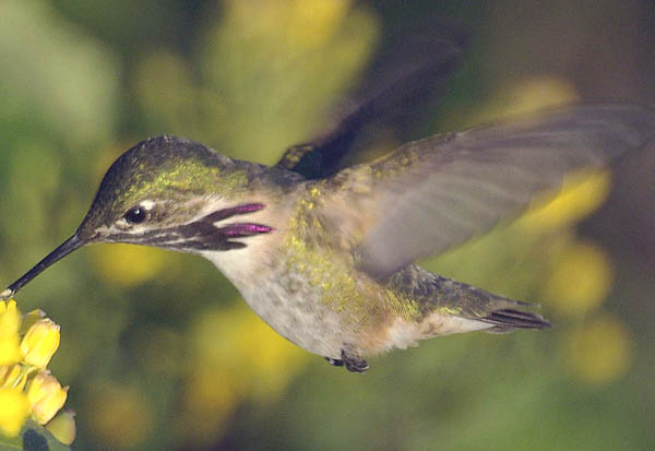  Calliope hummingbird (male)