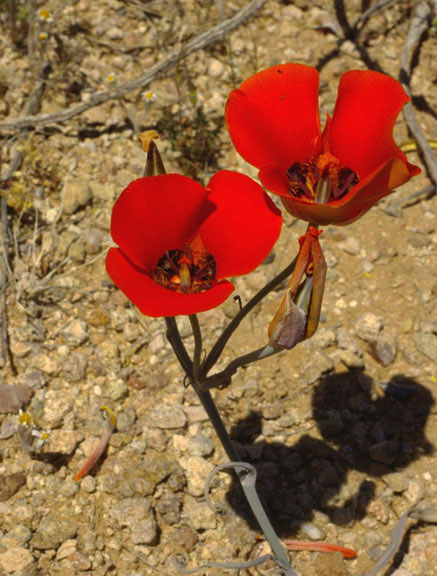  Calochortus kennedyi