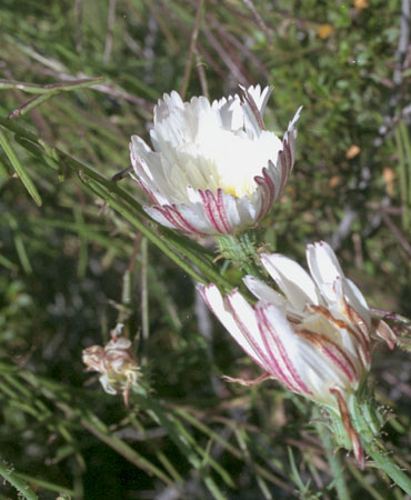  Calycoseris wrightii