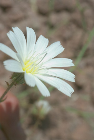  Calycoseris wrightii