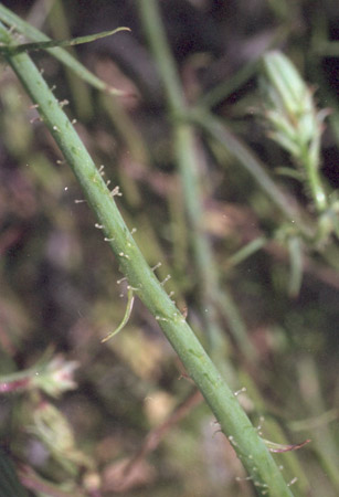  Calycoseris wrightii