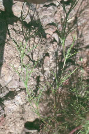  Calycoseris wrightii