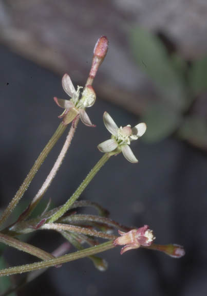  Eremothera chamaenerioides