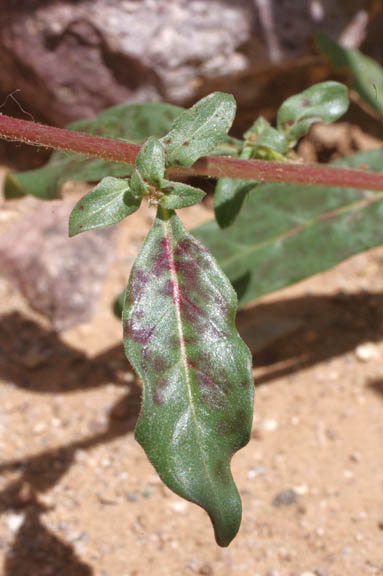  Eremothera chamaenerioides