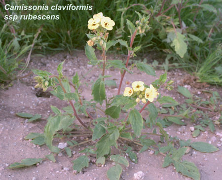  Chylismia claviformis ssp.rubescens