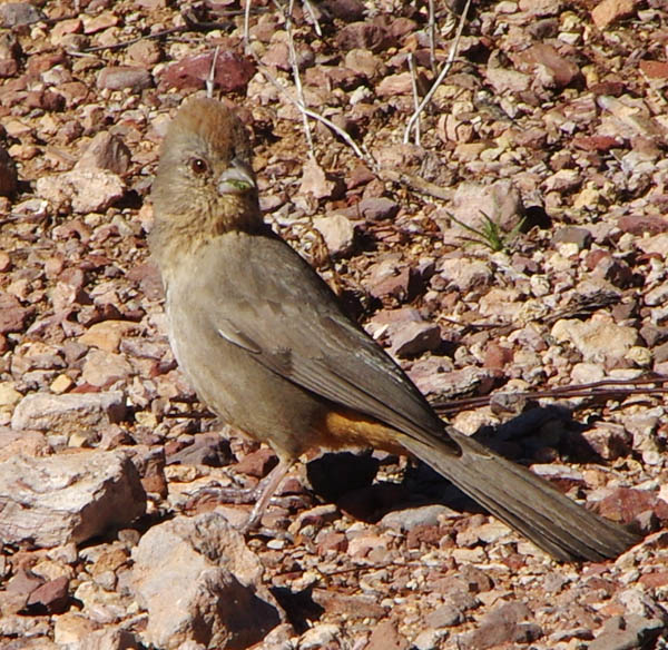  Canyon towhee