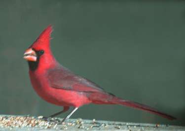  Northern cardinal (male)