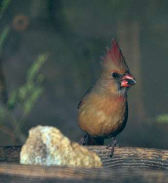  Northern cardinal (female)