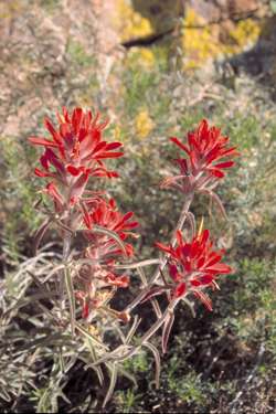  Castilleja lanata