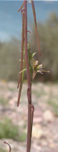  Streptanthus lasiophyllus (Hooker & Arnott) Hoover