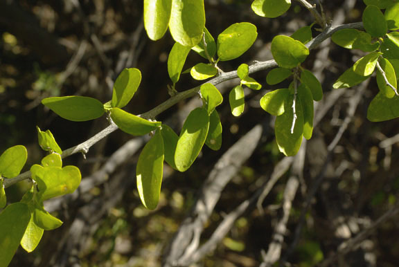  Celtis pallida