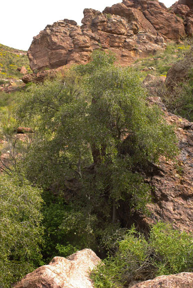  Celtis reticulata