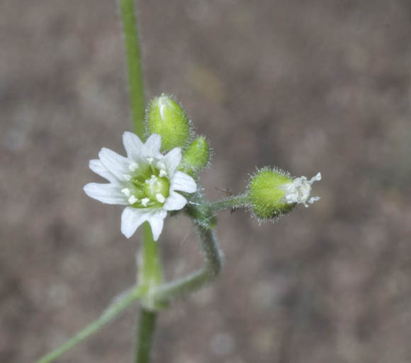  Cerastium texanum