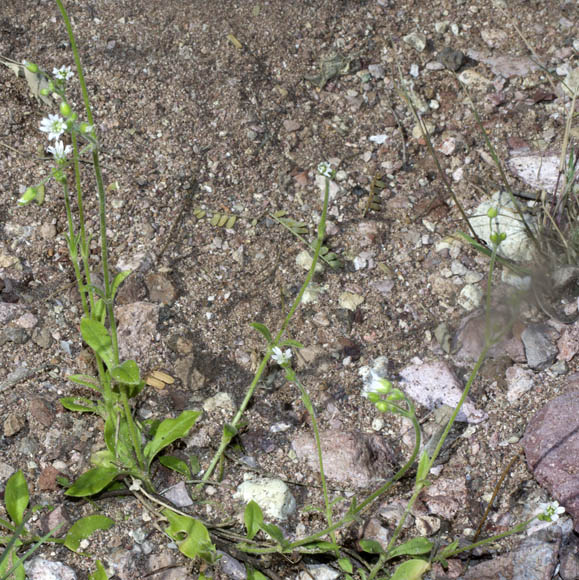  Cerastium texanum