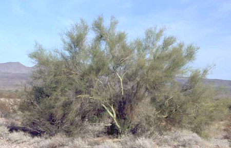  Parkinsonia microphylla