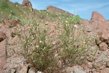  Chaenactis carphoclinia v. carphoclinia