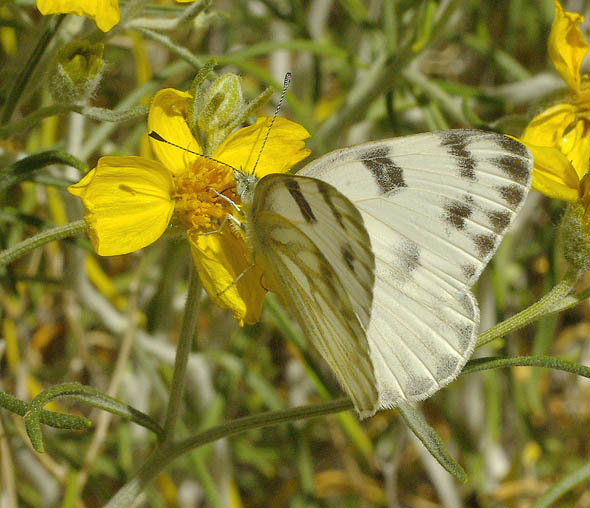  Pieris protodice