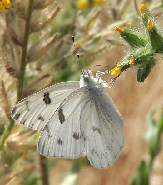  Pieris protodice