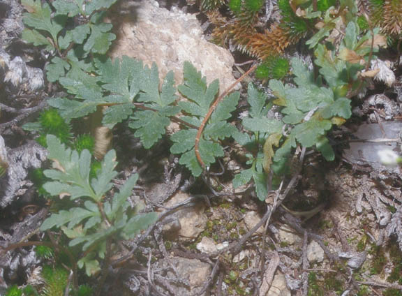  Cheilanthes wrightii Hooker 