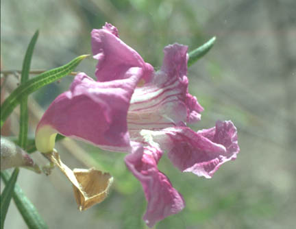  Chilopsis linearis ssp. Arcuata