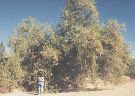  Chilopsis linearis ssp. Arcuata