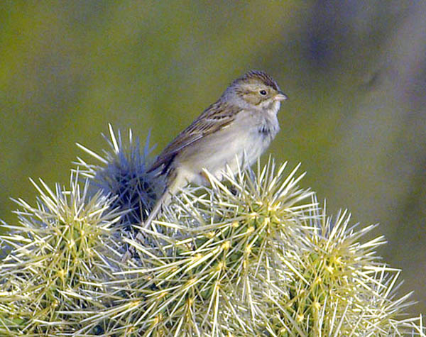  Chipping sparrow