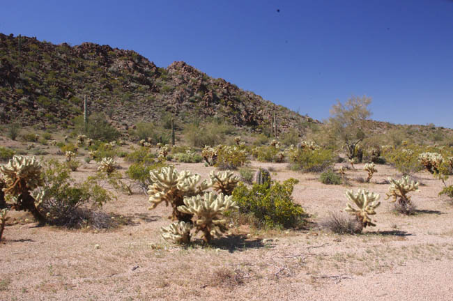 Cholla Pass