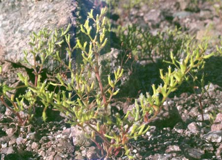  Chorizanthe brevicornu ssp.brevicornu