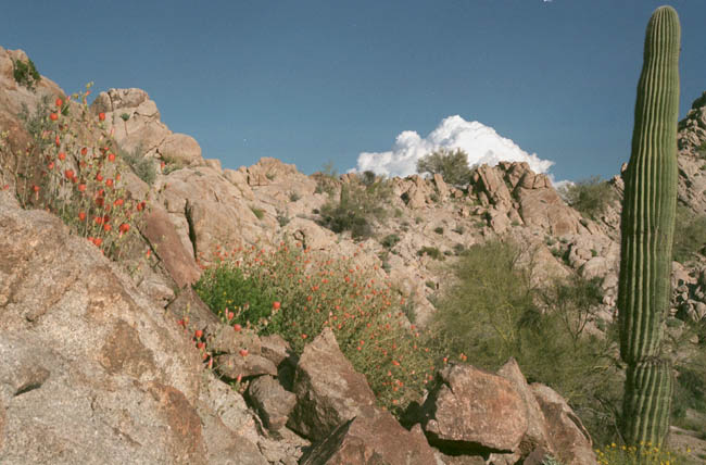 Christmas Pass globemallow