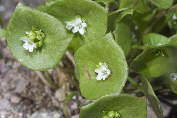  Claytonia perfoliata Donn ex Willdenow subsp. mexicana (Rydberg) J.M. Miller & K.L. Chambers 