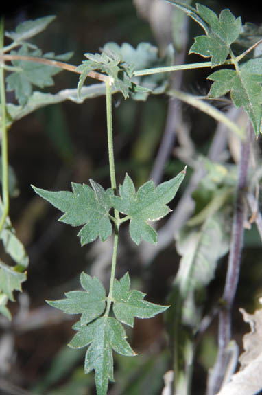  Clematis drummondii