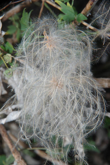  Clematis drummondii