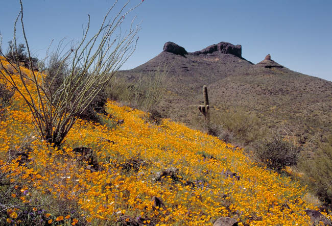 Coffeepot Mountain and poppies