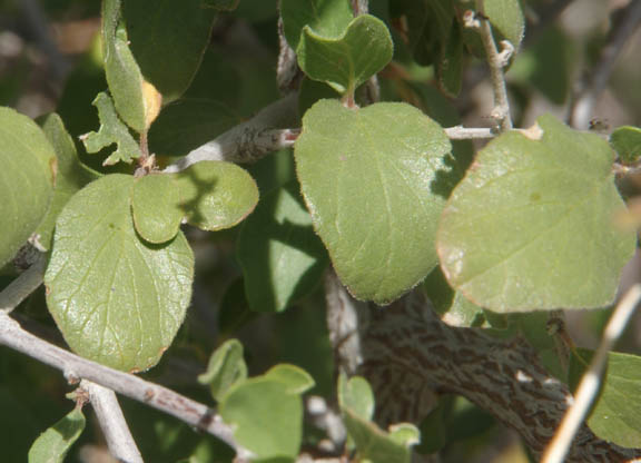  Colubrina californica