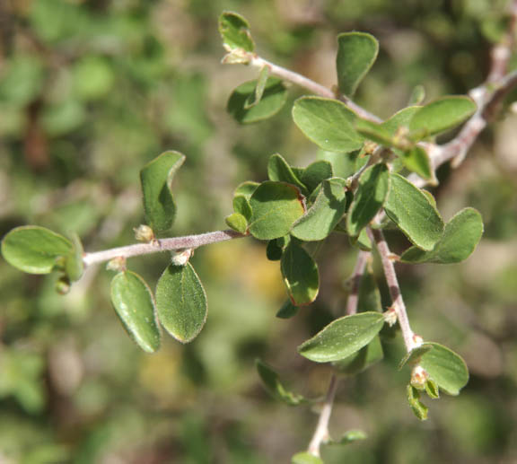  Colubrina californica