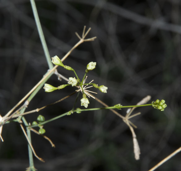  Commicarpus scandens