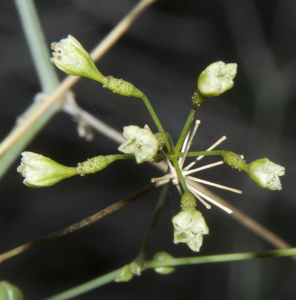  Commicarpus scandens