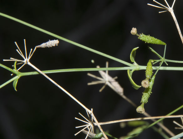  Commicarpus scandens