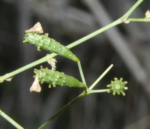  Commicarpus scandens