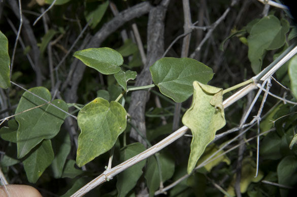  Commicarpus scandens