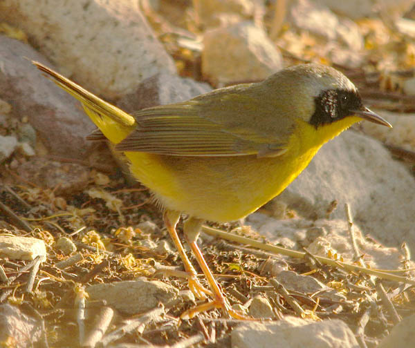  Common yellowthroat (male)