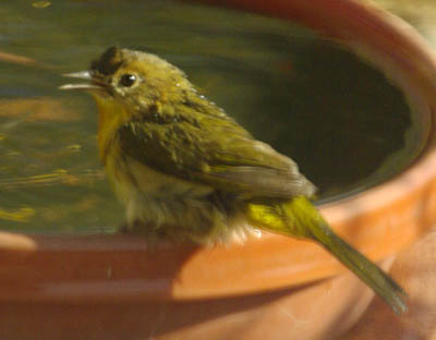  Common yellowthroat (female)