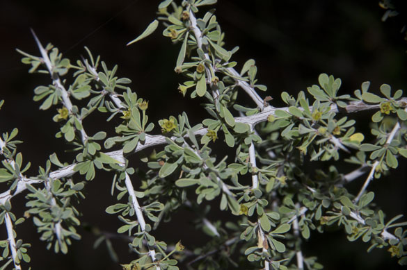  Condalia globosa v.pubescens