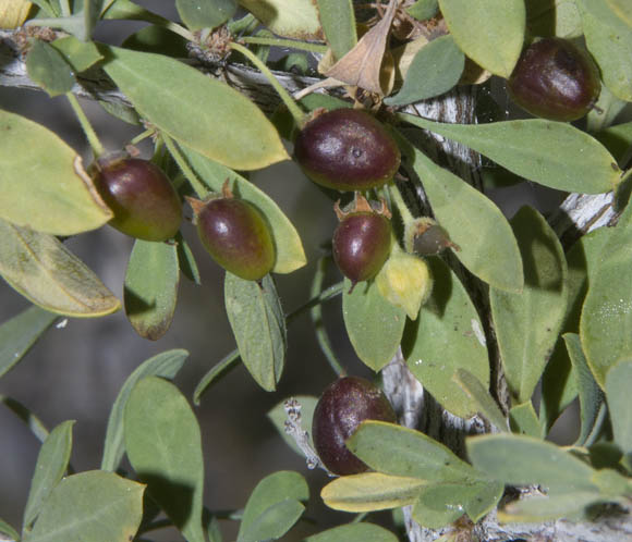  Condalia globosa v.pubescens