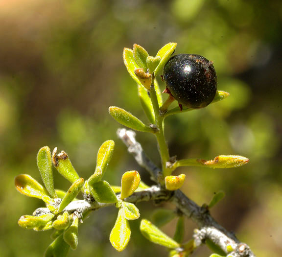  Condalia warnockii