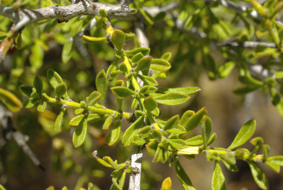  Condalia warnockii